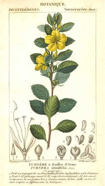 Damiana (Turnera aphrodisiaca) Tavola Botanica