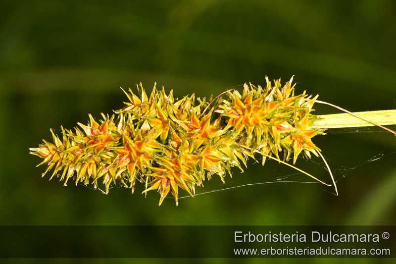 Carex cuprinac