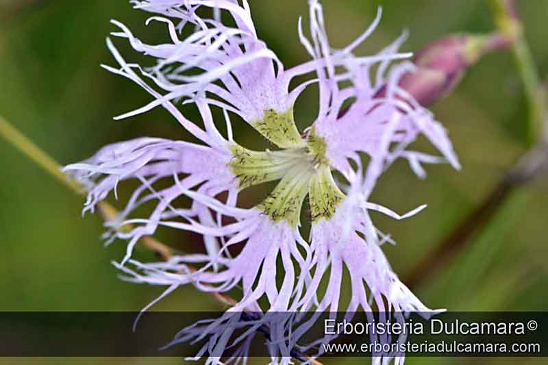 Dianthus superbus (subsp-superbus)