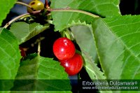 Prunus avium (Frutti)