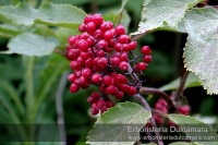 Sambucus racemosa (Frutti)