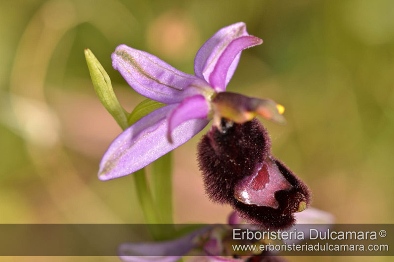 Ophrys bertolonii