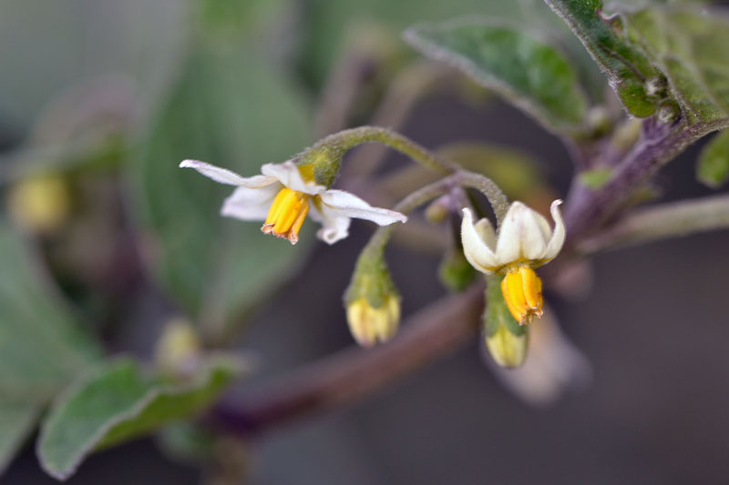 Solanum nigrum (Fiori)