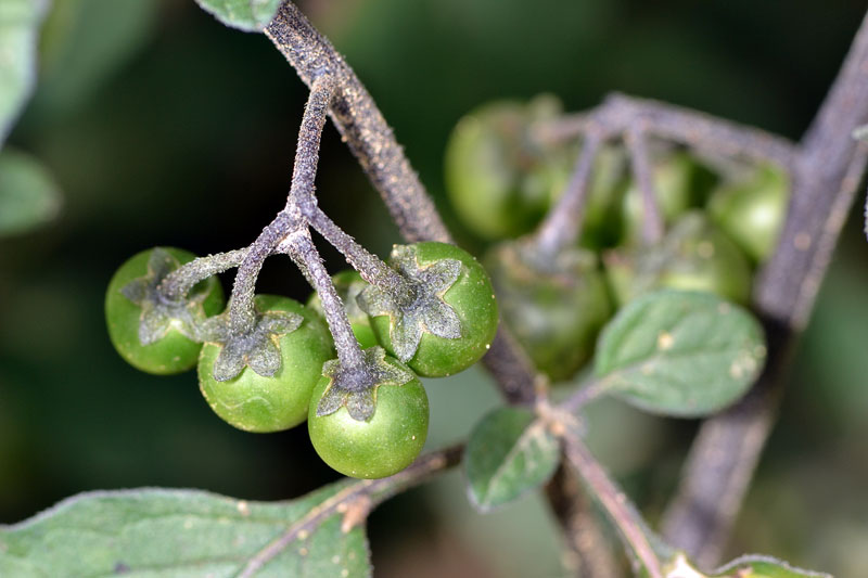 Solanum nigrum (Frutti)