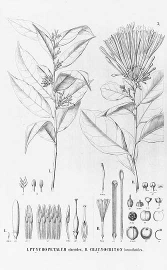 Proprietà della Muira Puama o Ptychopetalum olacoides o Liriosma ovata