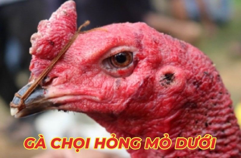 Gà chọi hỏng mỏ dưới và cách điều trị cho gà phục hồi nhanh